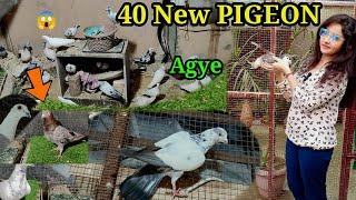 Hum chalis kabutar ek sath leaye || new pigeon video||