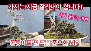 분재소재만드는방법/근장굵히는방법