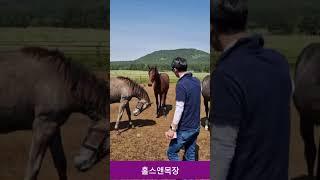 제주목장 탐방 - 홀스앤목장 #김호조교