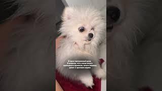 И много лишней косметики  #померанскийщпиц #собака #суперсобака #pomeranian #собакарубик #dog