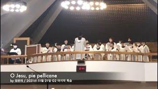 "O Jesu pie pellicane" 대학원 2학년 특송