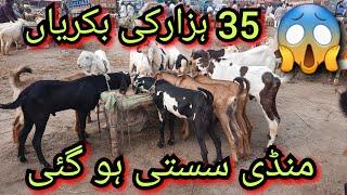 Shahpur Kangra Mandi| Sahiwal Mandi| Lahore Mandi| Bakra Mandi| Wednesday Update| 2025| 28/8/2024|