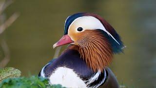 Mandarin Ducks