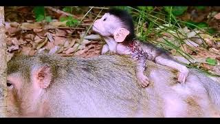 A newborn baby monkey tries to hug its mother's back looks too lovely