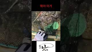 생각지도 않은 대물 Surprised by the Big Catfish suddenly appeared While Skimming-Net Fishing in Freshwater.