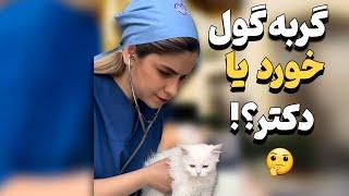 گربه گول خورد یا دکتر؟!/این ویدیوی جذاب و دیدنی رو از دست ندید