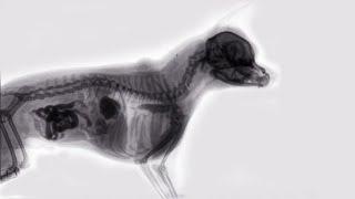 X-Ray of a Dog Eating Food