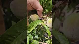 Don't Make this Mistake With Your Fruit Trees: Peach Tree Thinning Fruit