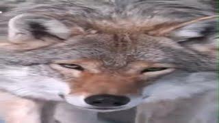 Wolves Pack