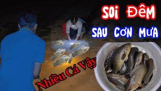 Ba Cha Con Ku Đen Đi Soi Đêm Sau Cơn Mưa Lớn Nhiều Cá Rô Và Cua Làm Bửa Cơm Dân Dã |KDD survival #kd