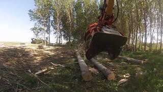 IGSA TC600 FELLING HEAD CUTTING DOWN POPLARS