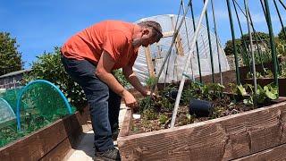 Space Saving Garden Tip and Advice | Allotment Gardening With Tony