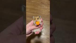 Baby hamster carrot licker 