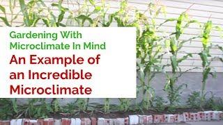 Gardening With Microclimate In Mind  - An Example of an Incredible Microclimate