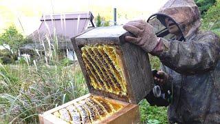 Harvesting honey - Bee master in Kyoto, Japan. Japanese honeybees, apis cerana japonica