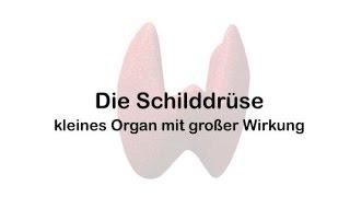 Die Schilddrüse – kleines Organ mit großer Wirkung