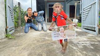 Unbelievable! CUTIS decided to say goodbye family to find baby monkey