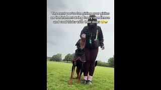 @laurennewberry_ Dear girlies of the internet doing cool shizz with your dogs… #dog #doglover