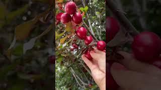 Picking fruits very sweet red plum ⭕️⭕️#asmr #satisfying #sweet #shorts