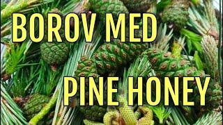 BOROV MED - Recept i kako ga koristiti!  - PINE HONEY - recipes and how to use it!