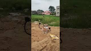 mawakalipothundhi#trending #automobile#cartoon #funny #shorts#doglover #cute #love #puppy#viralvideo