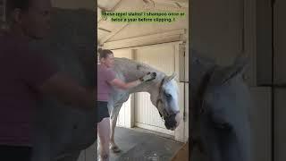 Gray Horse Grooming Tips for All Seasona