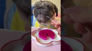 Cute baby Pitbull Eating  - ASMR Eating Show #short 1