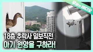 18층에서 추락사 위기! 환경파괴에 내몰린 원앙엄마의 극단적 선택┃Baby Birds that Can't Fly Hatched Out at 18th Floor