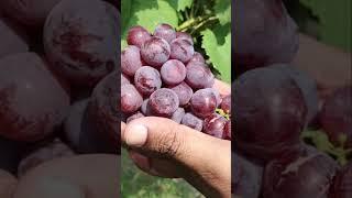 Panyati Grapes Review  | Sweet Desi Grape Variety from Pakistan | Farm to Table! #farming #fruit