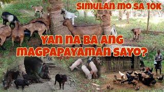 10K Puhunan Para sa Pangarap 5 Business Ideas Panimulang Business Kambing, Manok, Baboy, Rabbit Etc.