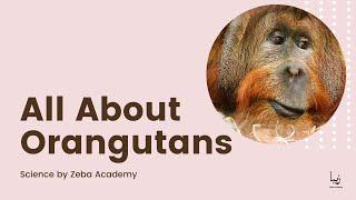 All About Orangutans | Science by Zeba Academy