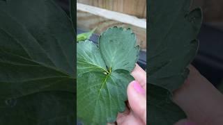 Strawberry plants vibrant color#gardening #planting #growingfruits #shortsvideo