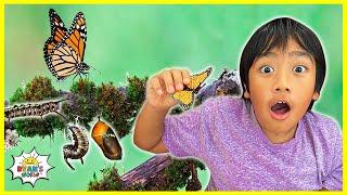 Life Cycle of a Butterfly | Educational Video for Kids with Ryan's World