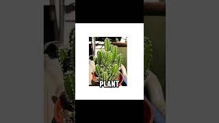guess charachter anomaly italian brainrot part 7 #brainrot #anomaly