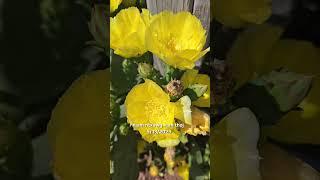 Paj Tawg Zoo Nkauj Heev 5/13/2025