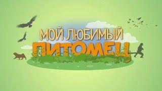 Заставка к программе "Мой любимый питомец"