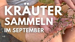 Wildkräuter sammeln im September - Möhre, Königskerze, Bittersüßer Nachtschatten, Beifuß und mehr