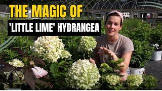 Dwarf Little Lime Hydrangea Plant Highlight | Catherine Arensberg