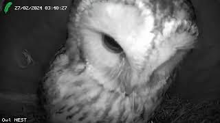 More regular visit from the female Tawny Owl