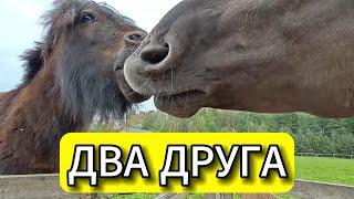 ⭕ КАК ГРИНГО С ПЕГАСОМ ВМЕСТЕ ПРОВОДЯТ ВРЕМЯ #serverok #youtube #влогикаждыйдень      