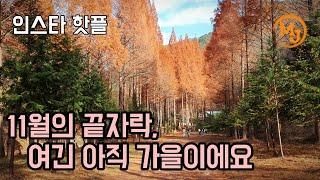 늦가을 정취 가득한 이국적인 풍경의 온빛자연휴양림/논산(Onbit Natural Recreation Forest full of late autumn mood)