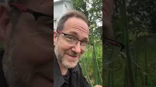 Harvesting the most useful plant in my garden! #gardening #permaculture #vegetablegarden