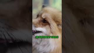 Hilarious Fox Facts You Didn't Know!