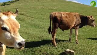 BEAUTIFUL COW VIDEO , COWS GRAZING & MOOING | Cow Video