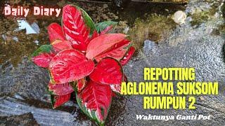 Repotting Aglonema Suksom Rumpun , Daily Diary Kebuncilik