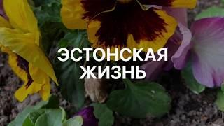 19.Эстония. Эстонская жизнь..#жизньвэстонии #novatinafilm #vlog