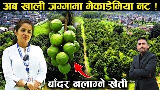 मेकाडेमिया नट खेती सम्बन्धी महत्वपूर्ण जानकारी - Macadamia nut farming