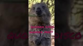 gib me som like plisssss #animals #quokka #cute #memes #viral #dance #anime #motivation #happy #asmr