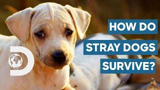 How Do Abandoned Stray Dogs Survive In The Wild? | Dogs: The Untold Story