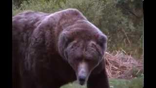 Alaskan Brown Bear - Brooks Lodge 2015